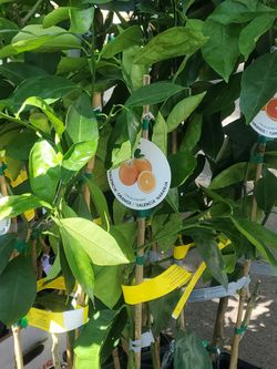Lime orange citrus tree tools