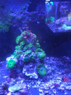 Green mushrooms on rock decoration