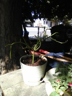 Unique pencil plant