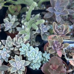 Indoor And Outdoor Plants For Sale/succulents And More