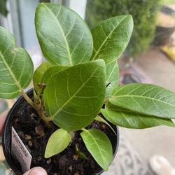 Yellow Gem Ficus