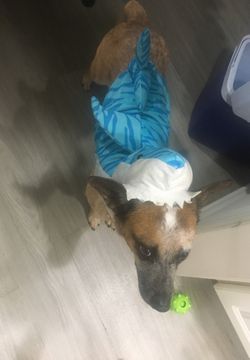 Medium shark costume for dogs