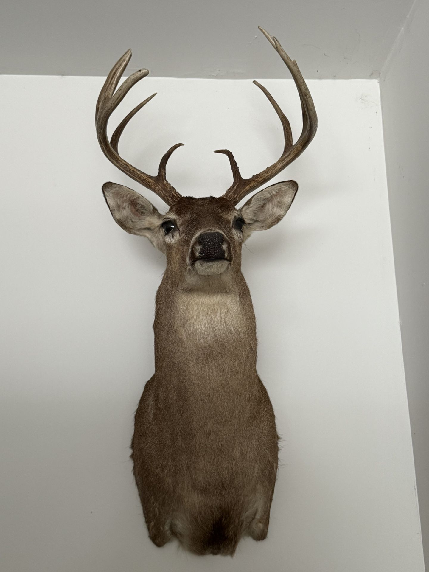 10 Point Buck Head