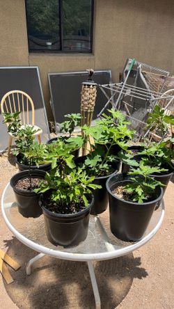 Fig trees