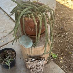 Plant For Sale