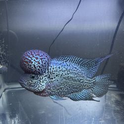 Flower Horn KamFa f2