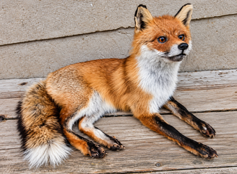 Full-Body Red Fox Taxidermy – Relaxed Natural Pose