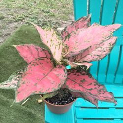 Aglonema Red Valentine Natural Plant 