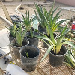 Agave Plant