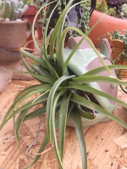 Air plant
