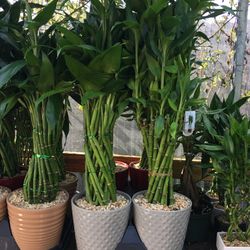 Lucky Bamboo In Ceramic Pot. SPECIAL PRICE !🤩