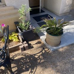 Plants