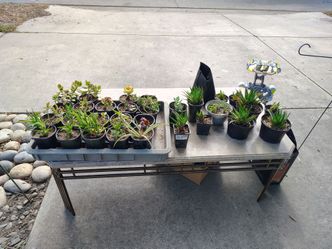 Plants