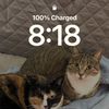 CatCathy