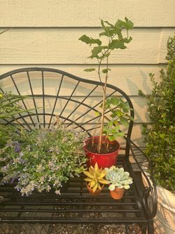 Plants