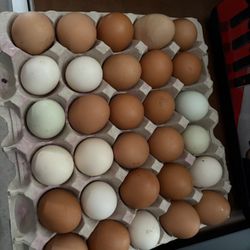 Fresh Organic Eggs 