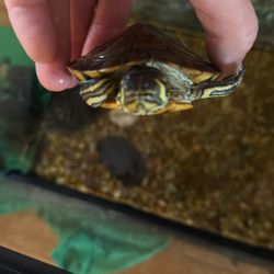 Two Turtles Tank Filters Lights Food And Stones