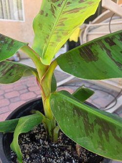 Mysore dwarf Indian banana plant