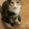 sillycat01729