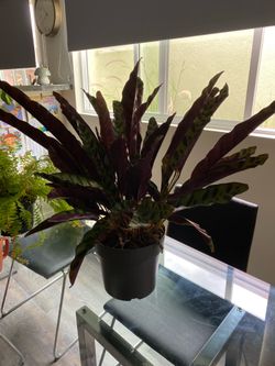 2 ft medium indoor rattle snake plant