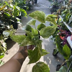 4” Marble Queen Pothos
