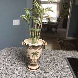 Beautiful bamboo plant