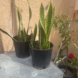 Snake plant