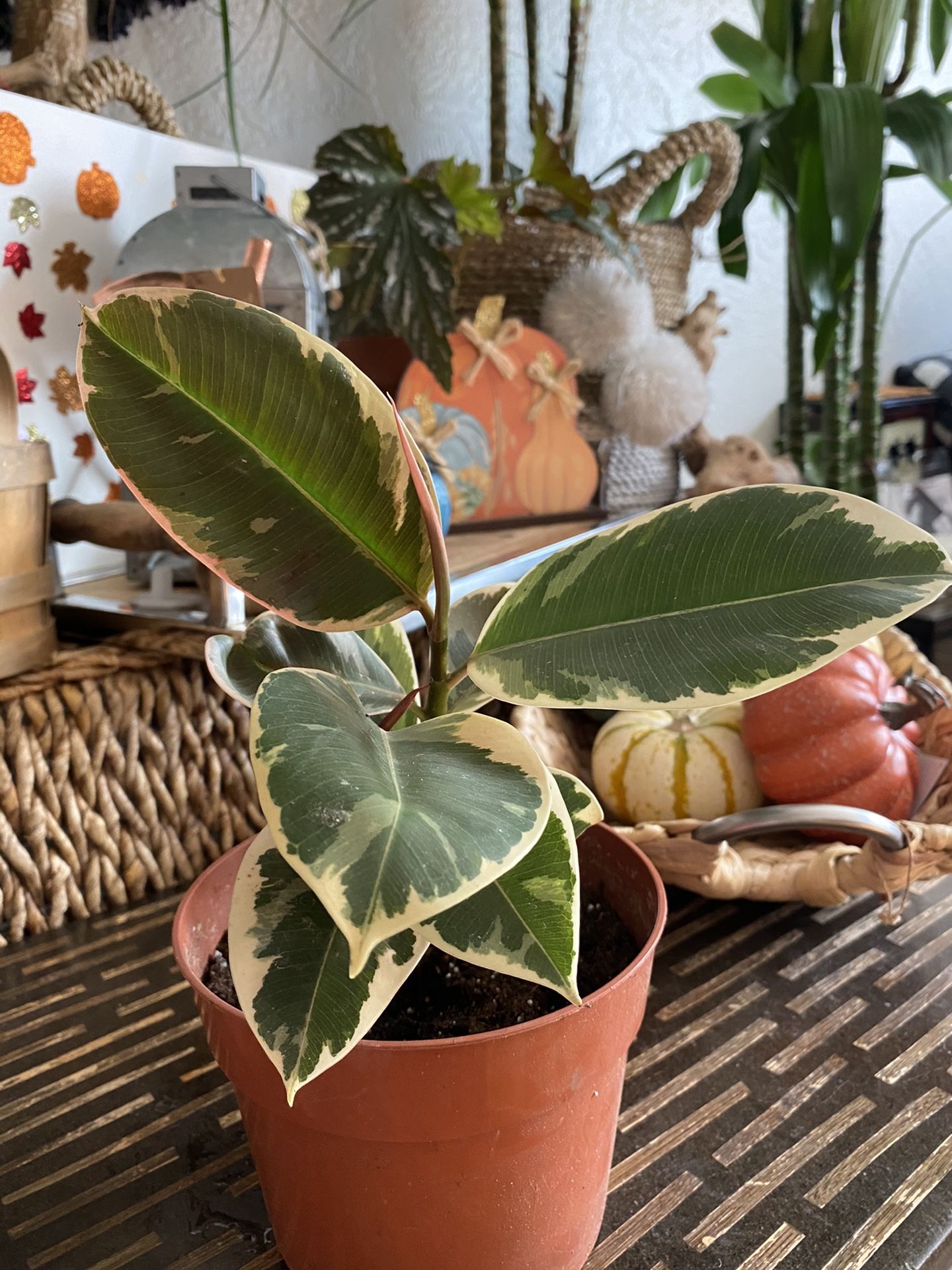 Variegated rubber tree plant