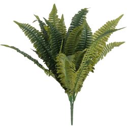 Boston Fern Bush Fern Collection by Ashland®