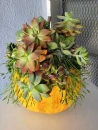 Succulents On Real Pumpkins