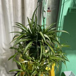 Spider Plant 🌱 