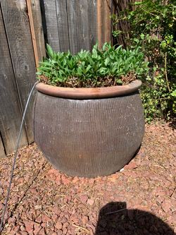 Pot