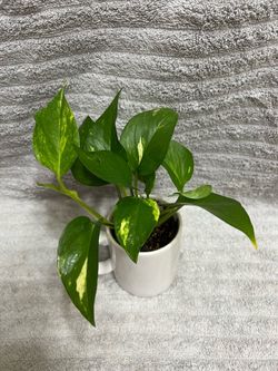 Golden Pothos Live Plant