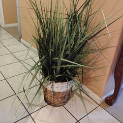 Decorative Plant 