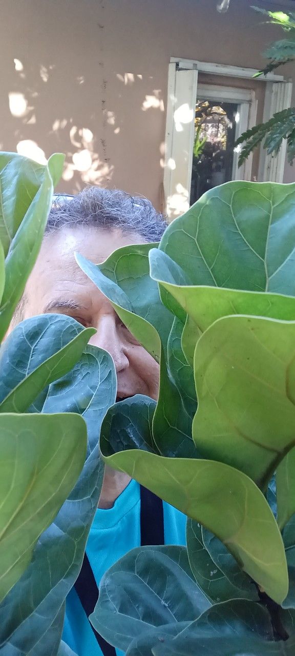 Fuddle LeF Fig Houseplant 6' Tall