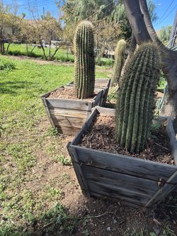 Saguaros sahuaros o qué talla