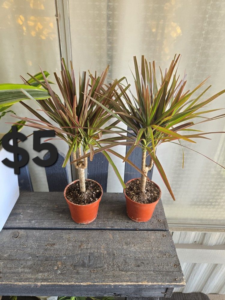 Dracaena