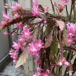 German Empress Orchid Cactus- Potted