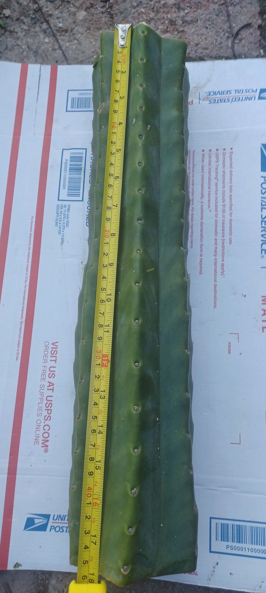17" San Pedro / Trichocereus Pachanoi, Wachuma Cactus Cutting