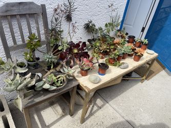 ‼️🌵🪻Moving-out PLANTS SALE‼️🌱🪴