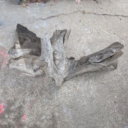 Large Hollowed Out Driftwood 