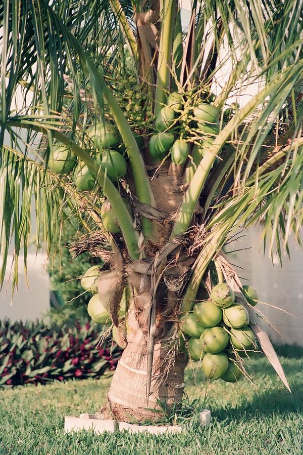 Dwarf coconut palm for Sale in Deltona, FL OfferUp