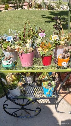 Mother's Day last Minute Specials $ Flowers