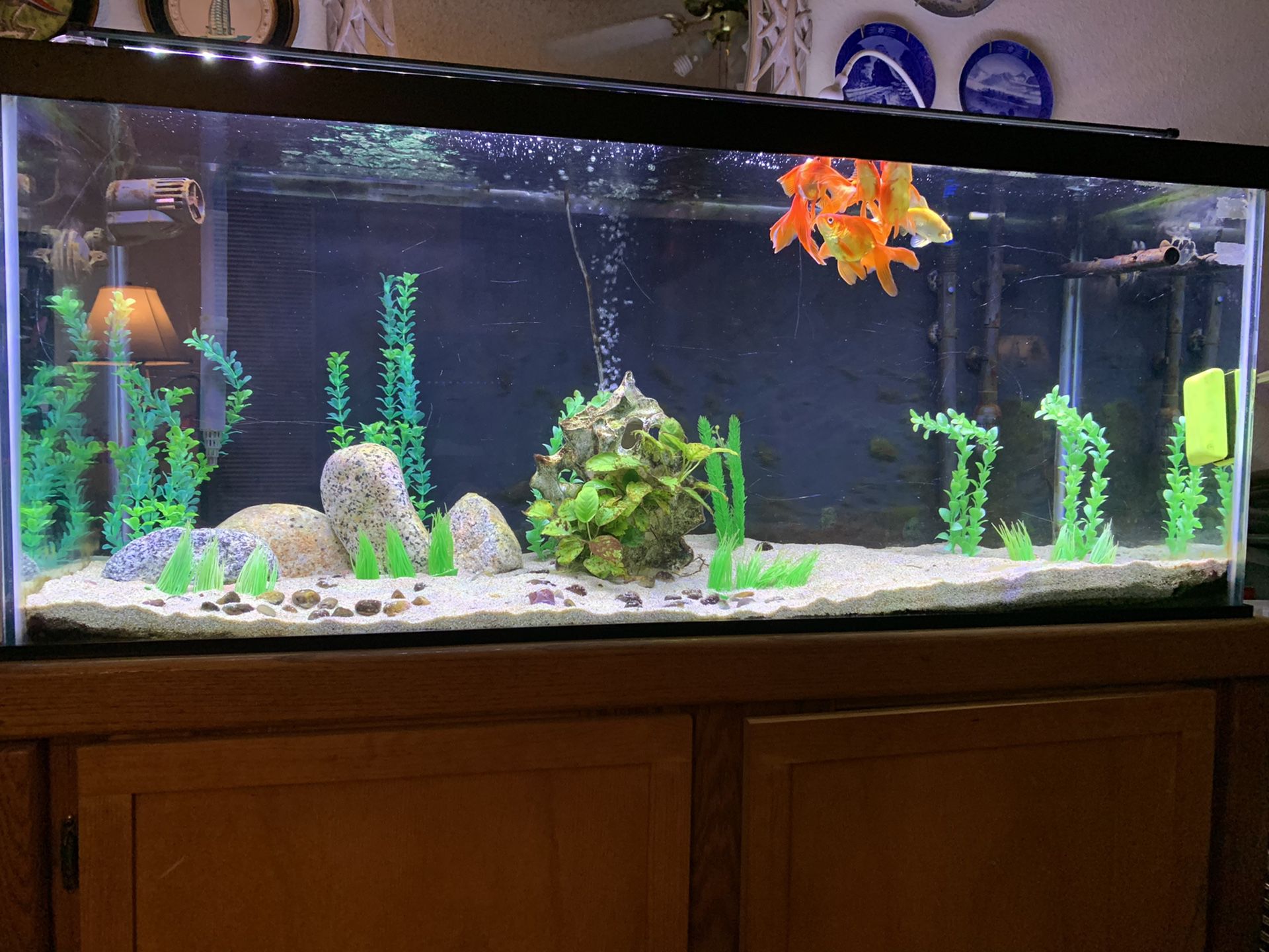 75 gallon aquarium with Stand