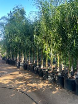 Queen Palm Trees - Approximately 6-8 Feet Tall- 15 Gallon Size