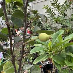 Six Years Old SEMI DWARF 20TH CENTURY PEAR tree in a 23gal pot