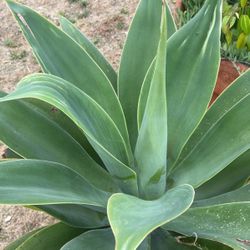 Foxtail Agave