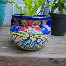 Bird's Nest Fern (Asplenium Nidus)