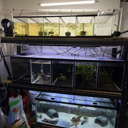 Fish Breeding Rack