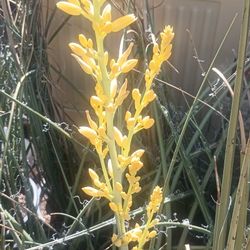 Yellow And Red Yucca  Plants.